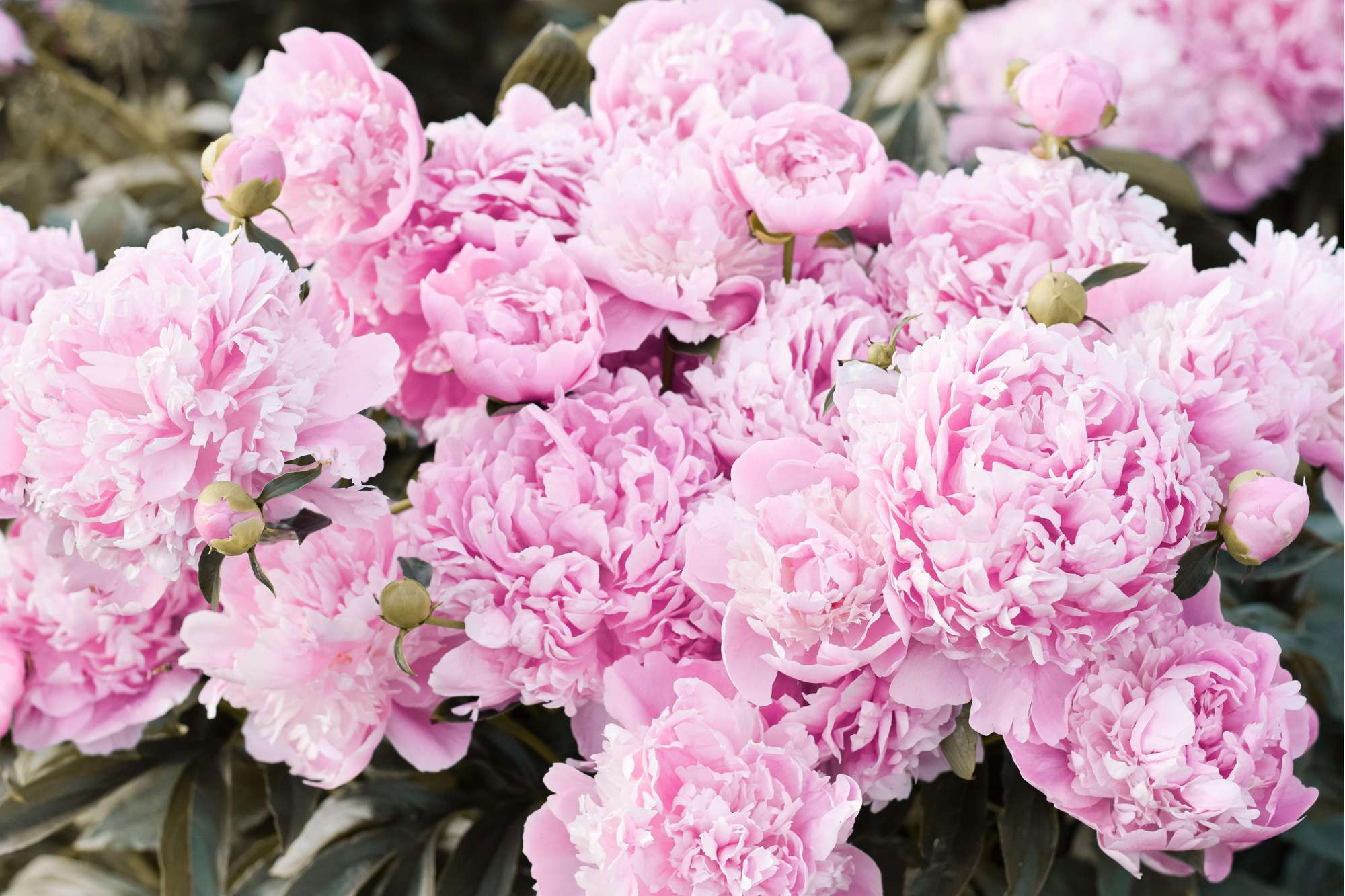 Pfingstrose 'Monsieur Jules Elie'